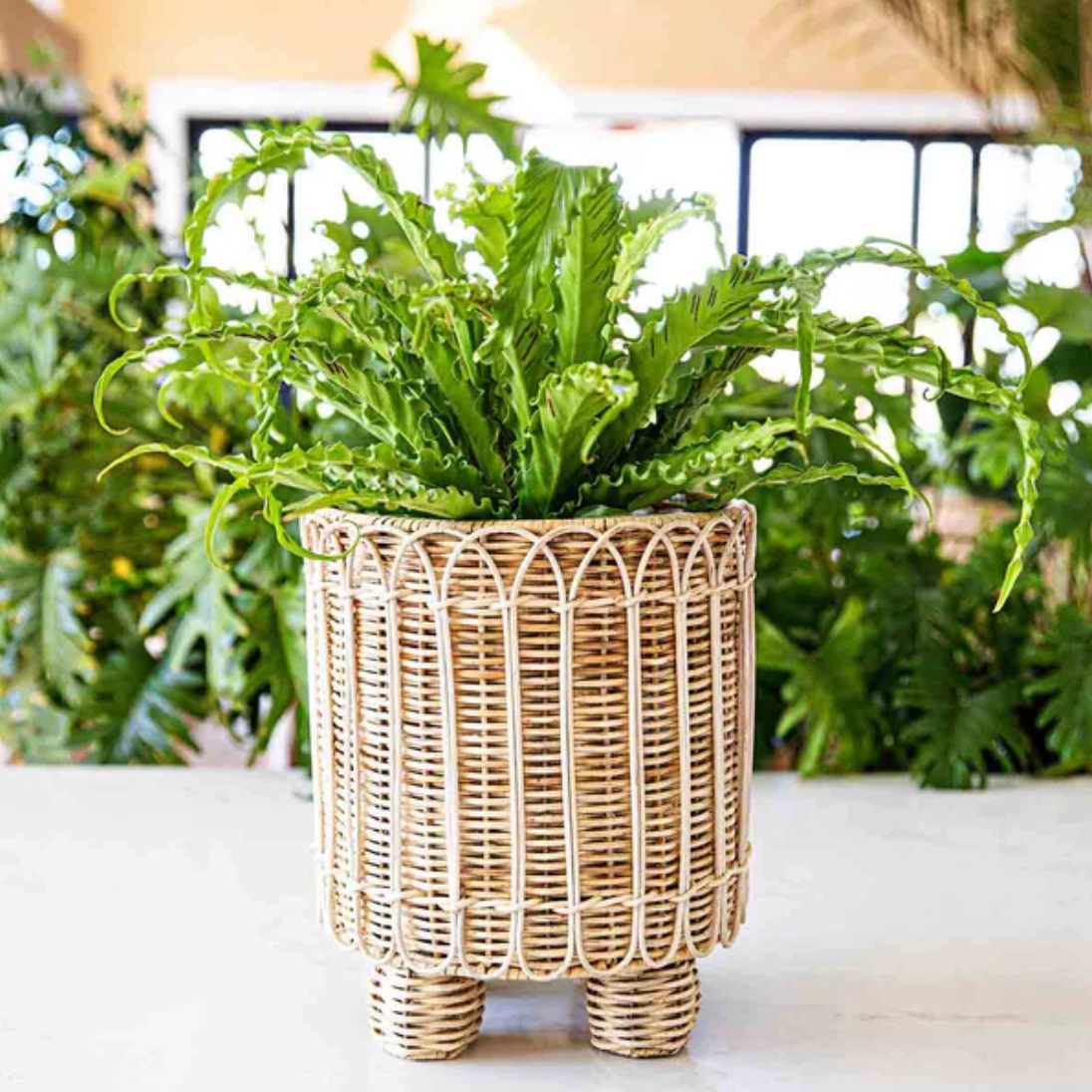 Juliska Provence Rattan Whitewash Round Planter