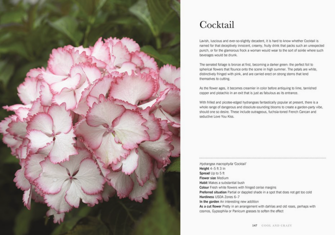 Hydrangeas: Beautiful Varieties for Home & Garden