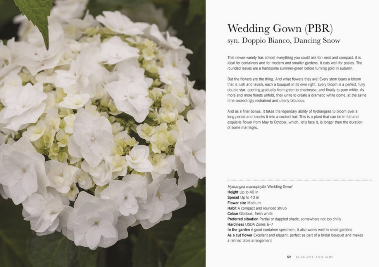 Hydrangeas: Beautiful Varieties for Home & Garden