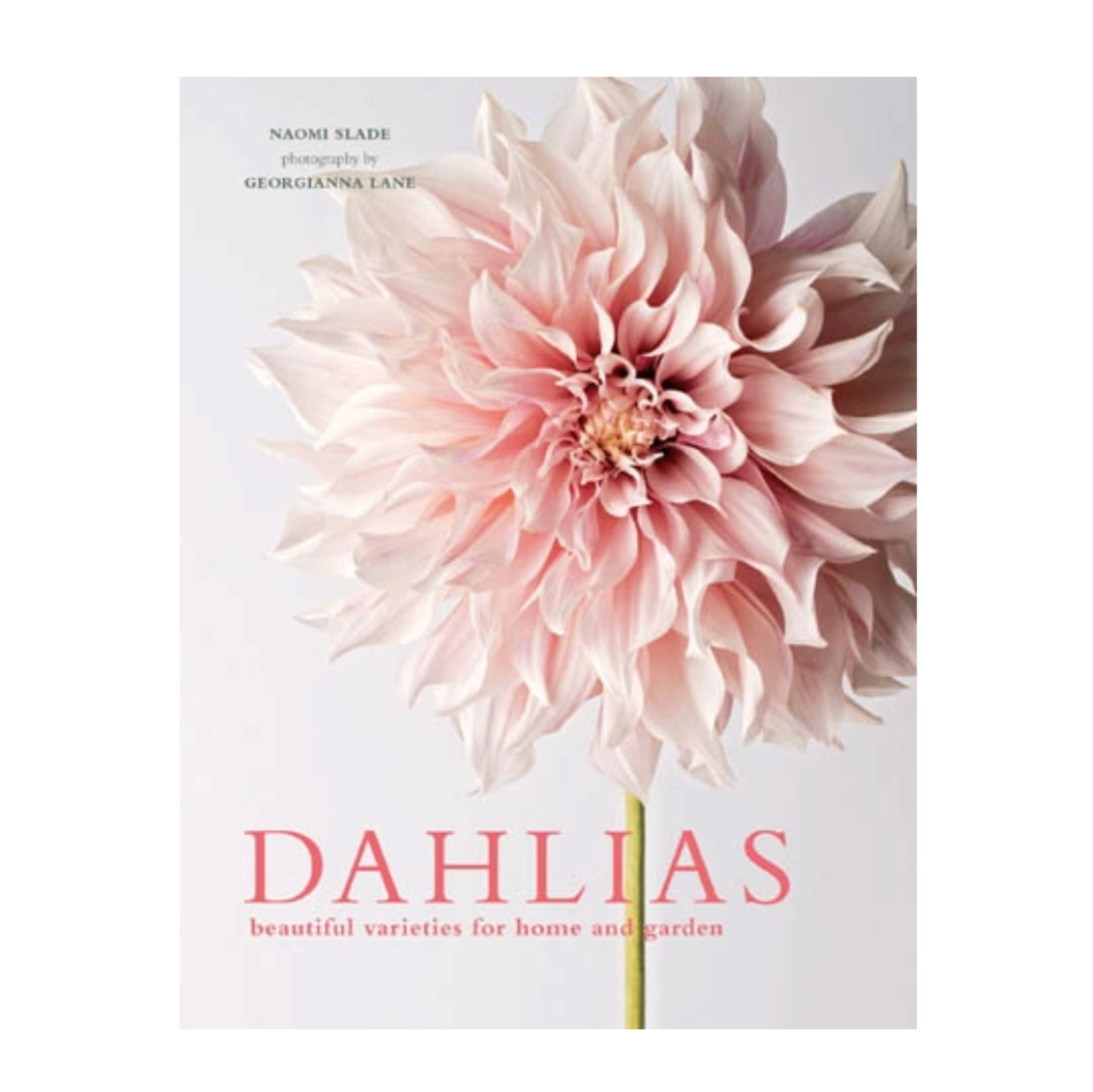 Dahlias: Beautiful Varieties For Home & Garden