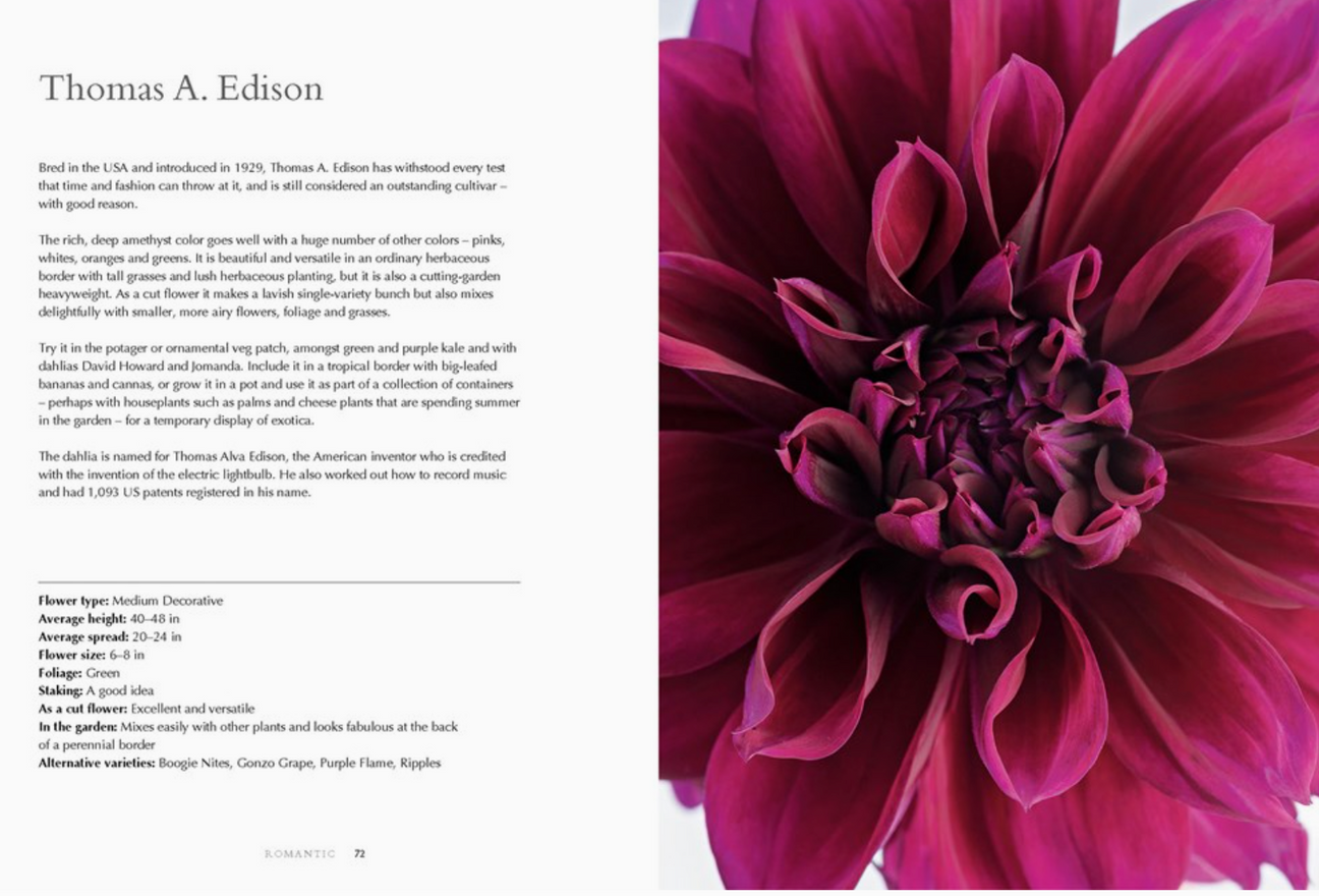Dahlias: Beautiful Varieties For Home & Garden