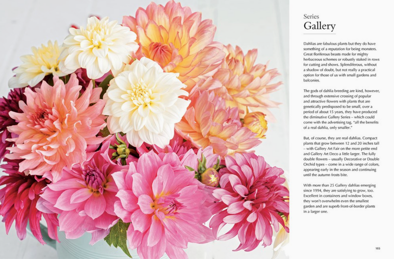 Dahlias: Beautiful Varieties For Home & Garden
